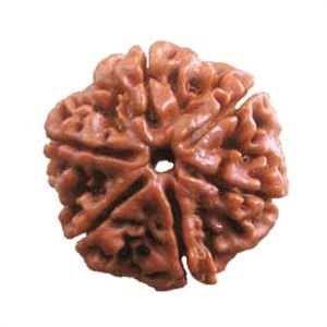 6 Mukhi Rudraksh (6 मुखी रुद्राक्ष) | Size 20 mm