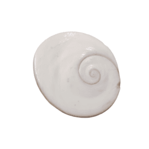 Gomti Chakra(गोमती चक्र)- बड़ा साइज़- 3 Piece
