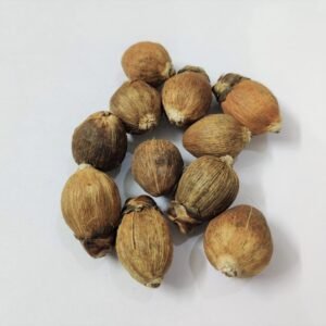 Laghu Nariyal(लघु नारियल)For Puja | Pack of 11 pcs